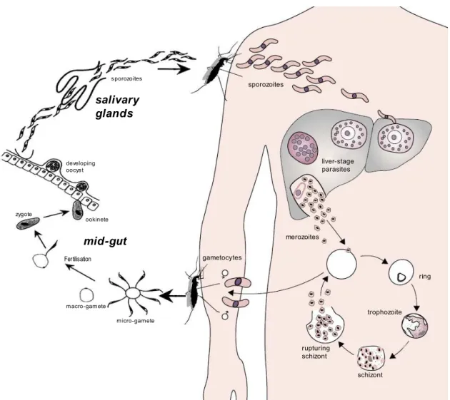 Fig. 2.7: Cycle of the malaria parasite in the human and mosquito host (after Greenwood et al