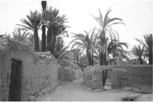 Abbildung 2.6: Palmengärten in der Oase bei Zagora ( 30°19’N, 5°52’W)