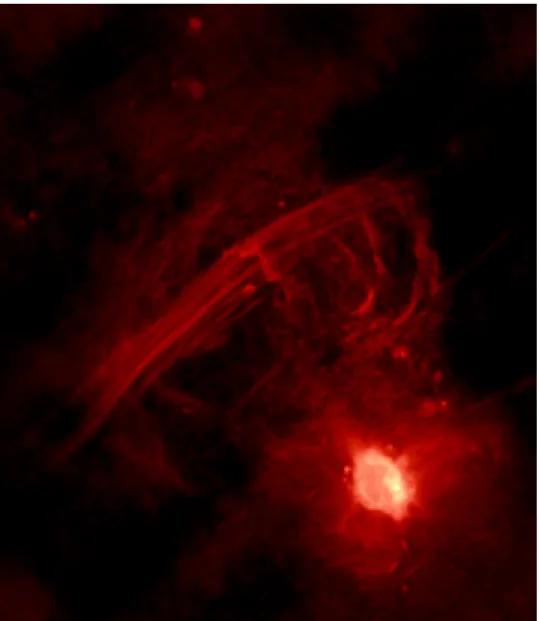 Fig. 1.9: Galactic center in radio domain. The bright object in the lower right part is Sgr A*