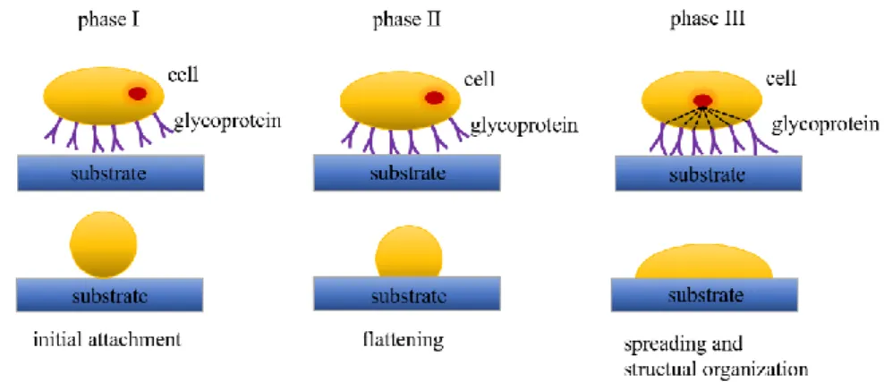 Figure 2.1: Schematic of the different phases of cell-substrate adhesion, adapted from [21]