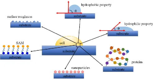 Figure 2.2: Schematic of different physic-chemical properties that have an influence on the  cell-substrate interaction