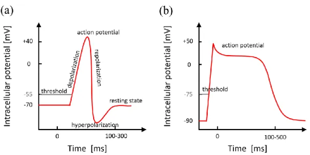Figure 2.11: schematic of action potentials of a neuronal cell (a) and a cardiac muscle cell  (b)