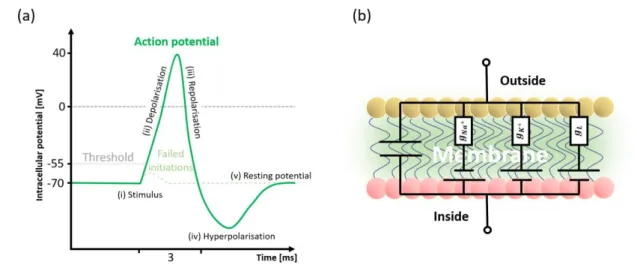 Figure 2-16: Sketches of action potential (a) and cell membrane (b). In (a) the different phases of the action potential and the  threshold are shown
