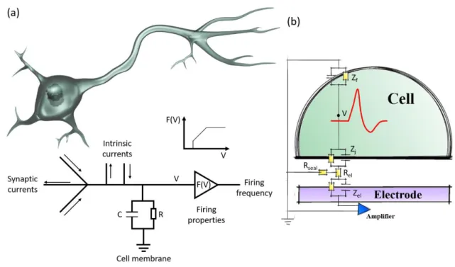 Figure 2-17: Neuronal electronic circuits, with (a) a neuron as an element in an electrical circuit (adapted from Beer (Beer,  1990)) and (b) simplified representation of cell-chip coupling as an electronic circuit
