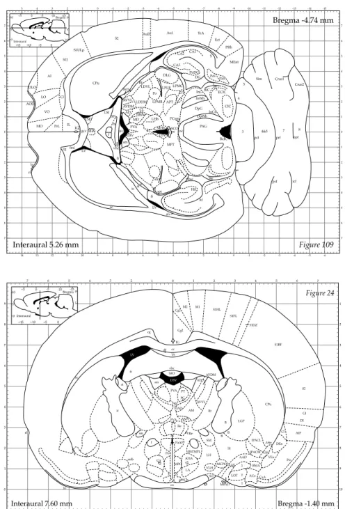Abbildung 5.2.: Schnitt der jeweils mittleren Schicht der S2-Region durch ein Rattengehirn (Paxinos und C