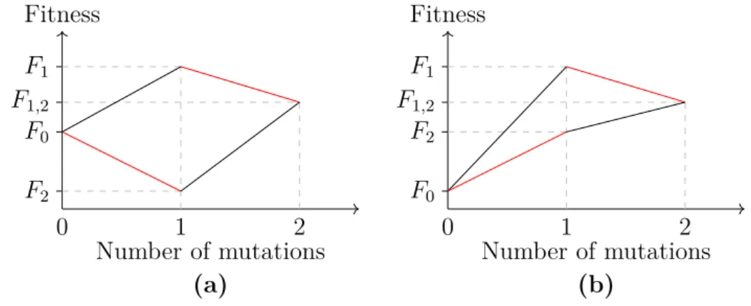 Figure 2.4.: The epistatic effects of two interacting mutations. (a) : An example landscape with monotonic fitness effects, i.e