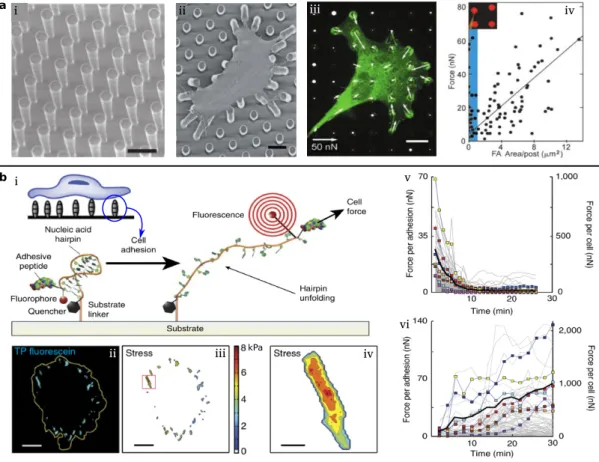 Figure 1.6: Two methods for measuring forces of cell-ECM connections. (a) Beds of microneedles