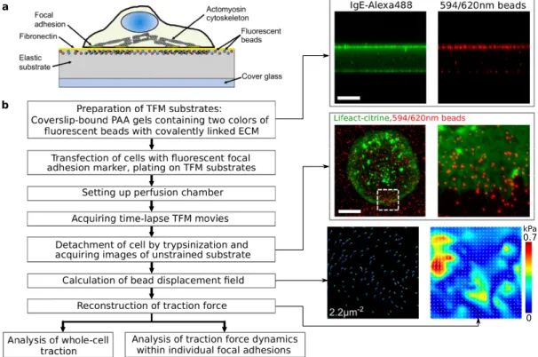 Figure 1.8: Schematic diagram of the procedure for performing high-resolution traction force microscopy (TFM) on a compliant PAA substrate