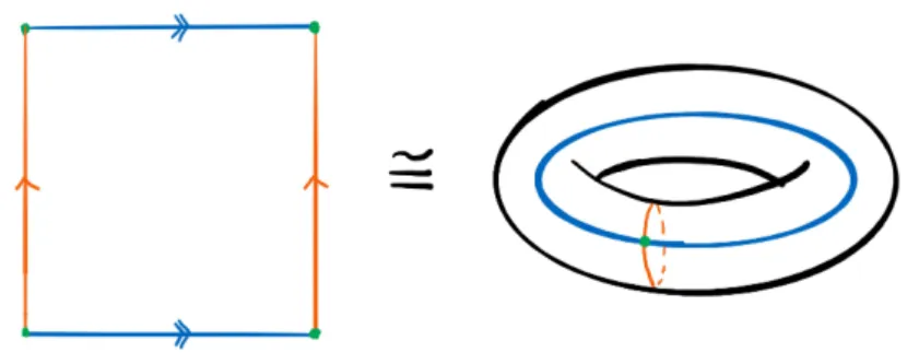 Figure 2.4: CW structure of the torus. The green dot represents the 0-skeleton, the two 1-cells are shown in orange and blue (in the left figure two opposite edges are identified) and the 2-cell is given by the interior of the square.