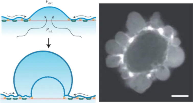 Figure 4.1: Sketch and confocal-microscopy image of cell blebbing. Left: