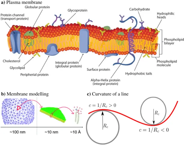 Figure 1.8: Modelling the plasma membrane. a) The plasma membrane of eu- eu-karyotic cells is primarily composed of lipids and proteins