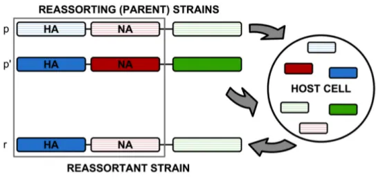 Figure 1.2: Schematic of a reassortment process. Two parent strains, p and p 0 , co-infect a host cell and produce a reassortant strain r