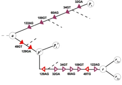 Figure 2.5: Representation of a simulated reassormtent event. The result of a simulated reas- reas-sortment event on the reconstructed genealogical tree, correctly detected by the algorithm
