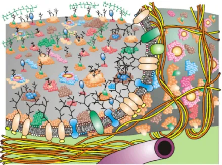 Figure 1.2: Updated Fluid-Mosaic Membrane Model contains lipid bilayers, proteins, gloy- gloy-coproteins, cytoskeletal and extracellular matrix
