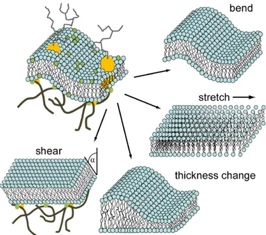 Figure 1.4: Elastic properties contribute to membrane deformations: thickness change, shearing, stretching and bending