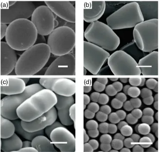 Figure 1.5: Representative structures for polymeric nanoparticles for (a) oblate, disk shape, (b) bullet shape, and (c) pill shape, and (d) dumbbell shape