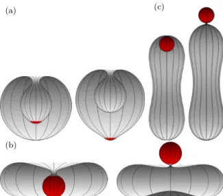 Figure 3.1: Representative snapshots for (a) stomatocyte, (b) oblate, and (c) prolate vesi- vesi-cles and spherical nanopartivesi-cles with wrapping fractions A ad /A p = 0.12, 0.95 and 0.99 for particle-to-vesicle size ratio R p /R v = 0.25, reduced volum
