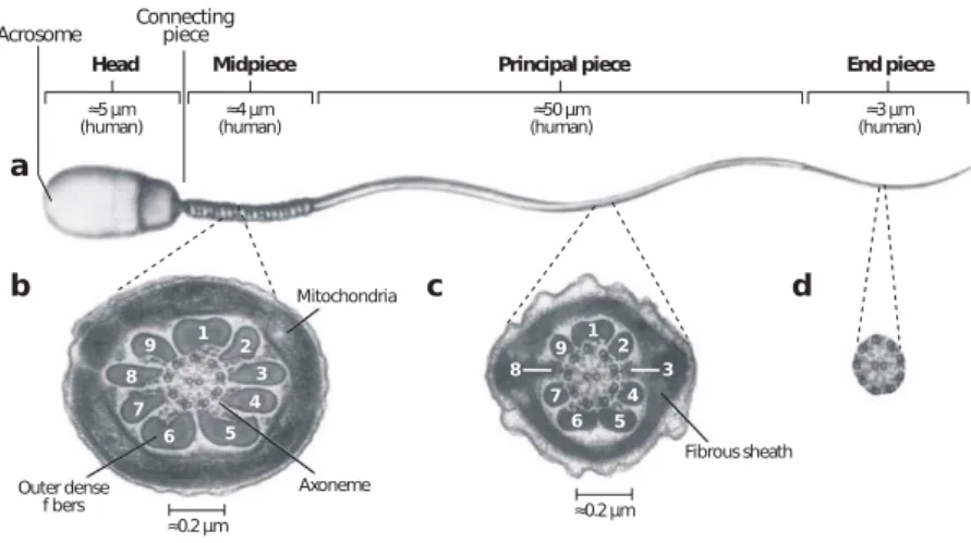 Figure 1.2.: Illustration of a mammalian sperm (adapted from Ref. [14]). a) Regions of the sperm flagellum and approximate lengths