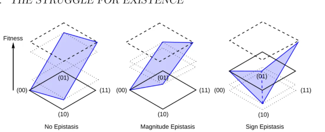 Figure 1.2: Illustration of the different types of epistasis in a two dimensional hypercube with alphabet A = { 0, 1 } 
