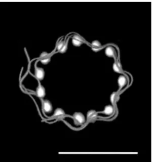 Figure 1.6: Sea urchin sperm, swimming at a surface (from Ref. [46], scale bar is 50 µm).