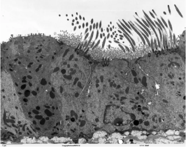Figure 1.8: Transmission electron microscope image of the lung (mouse). From http://remf.dartmouth.edu/images/mammalianLungTEM/source/12.html