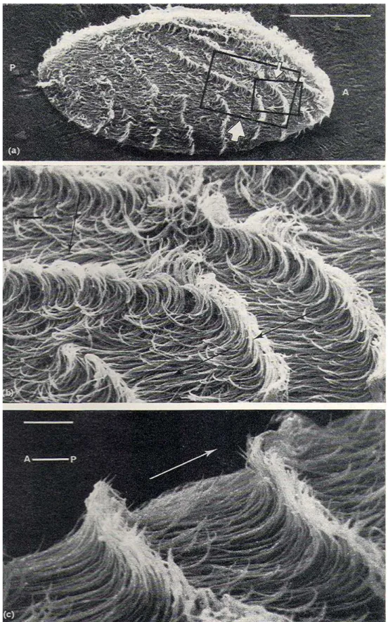 Figure 1.10: Metachronal waves of cilia in Opalina, from [86]. (a) Bar=100 µm, (b) Bar=10 µm, (c) Bar=10 µm