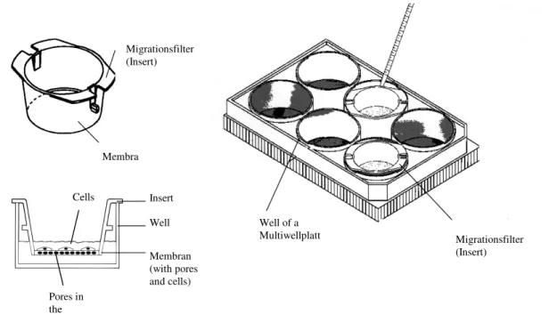 Fig. 2.2 Migration. Schematic depiction of a modified Boyden chamber 