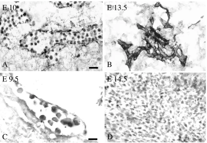 Figure 3: Immunohistological analysis and in situ hybridisation of endostatin/collagen XVIII in mouse embryos