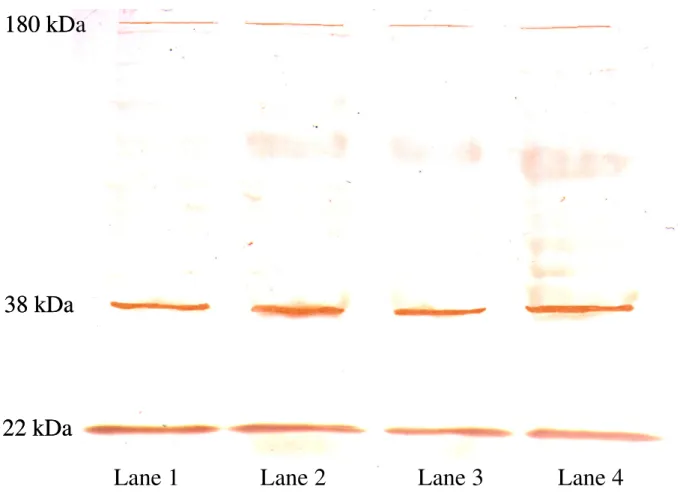 Figure 4: Western-Blot analysis of endostatin/collagen XVIII in mouse embryos of different age