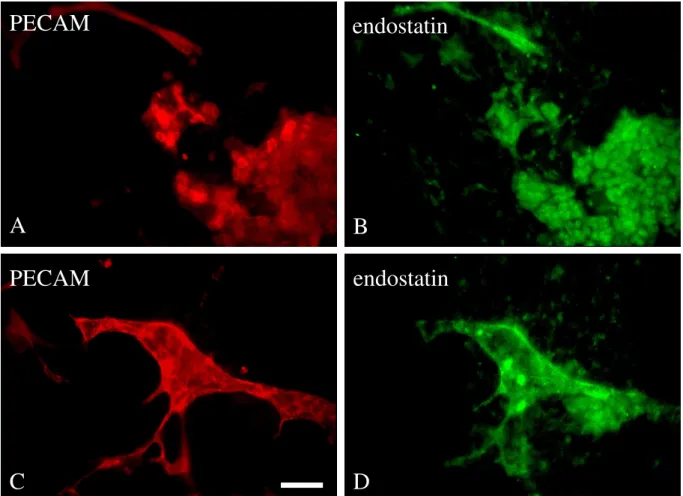 Figure  5: Immunohistological  analysis  of  embryonic  stem  cell  derived  endothelial  cells  and  vessels