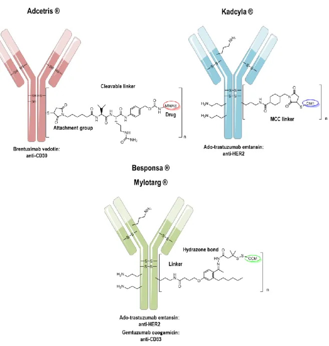 Figure 7. FDA approved ADCs. Drug-to-Antibody ratio is different, dependently from the conjugation strategy