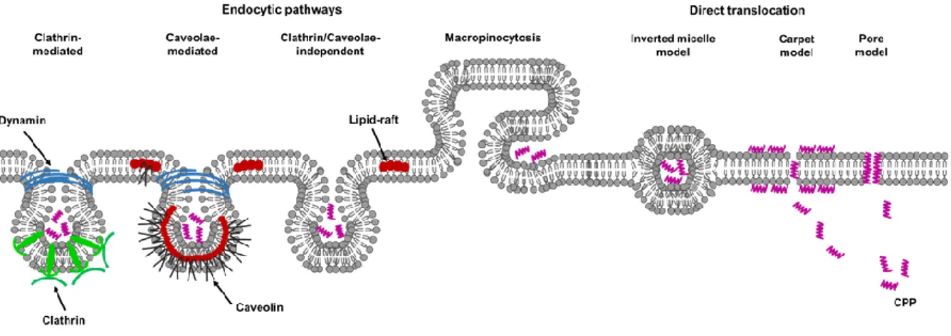 Figure 15. Cellular uptake mechanisms of CPPs. Adapted from Mickan et al.  [191]