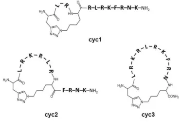 Figure 17.Structures of the sC18*-derived cyclic peptides synthesized in our group.  [184]