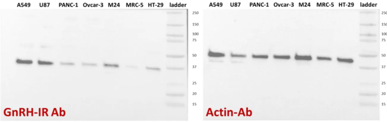 Figure 19. Western blot studies on cell lysates of A549, U87, PANC-1, Ovcar-3, M24, MRC-5 and HT-29 cells