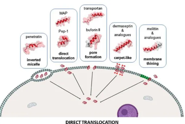 Figure 1: Overview of the main mechanisms of cellular internalization used by cell-penetrating  peptides  among  non-endocytotic  direct  penetration  ways,  with  representative  corresponding  examples