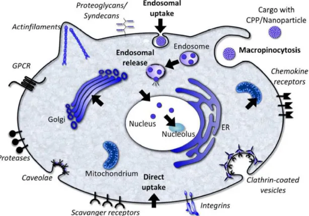 Figure 3: Uptake mechanisms and intracellular targeting of organelles. [15] 