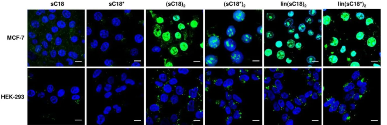 Figure 8: Uptake of CPP variants in MCF-7 and HEK-293 cells. Fluorescence microscopy images  after 30 min incubation with 10 µM CF-sC18, CF-sC18*, CF-(sC18) 2 , CF-(sC18*) 2 , CF-lin(sC18) 2  and  CF-lin(sC18*) 2 