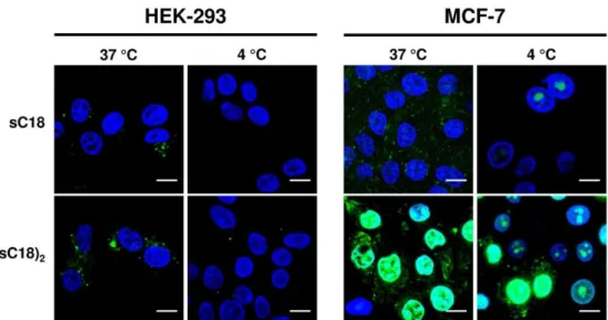 Figure 12: Uptake of CPPs at different temperatures. Fluorescence microscopy images of MCF-7  and HEK-293 cells after 30 min incubation with 10 µM CF-sC18 or CF-(sC18) 2  incubated at 4 °C or  37 °C, respectively
