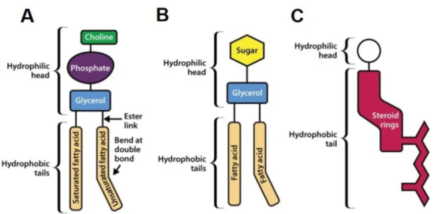 Figure 2. Schematic illustration of the three main membrane lipids. Phospholipids (A) Glycolipid (B) and Cholesterol (C)