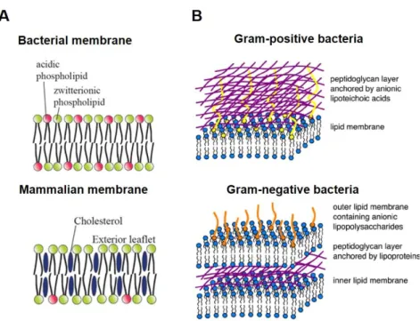 Figure  3.  Bacterial  versus  mammalian  membranes.  Schematic  representation  of  the  key  features  of  the  bacterial  and  mammalian cell membrane compositions (A)