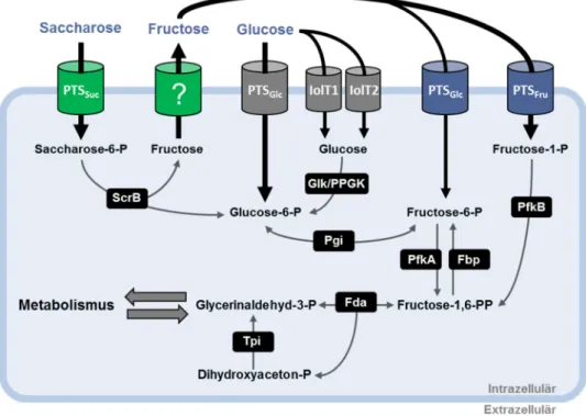 Abbildung  1.  Übersicht  der  beteiligten  Stoffwechselvorgänge  von  C. glutamicum  bei  Wachstum  mit Saccharose, Fructose und Glucose als Kohlenstoffquelle