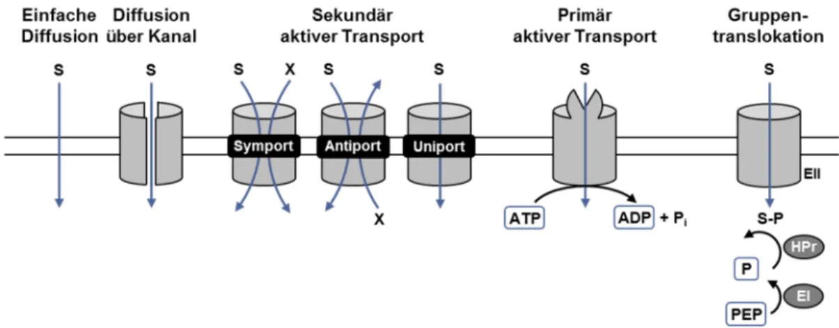 Abbildung  2.  Schematischer  Vergleich  der  am  Import  und  Export  von  Soluten  beteiligten  bakteriellen  Transportsysteme