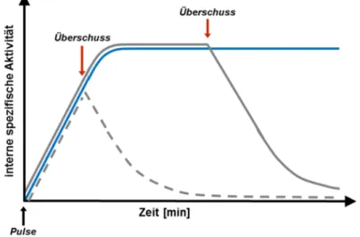 Abbildung  7.  Schematische  Darstellung  eines  Pulse-Chase-Experiments  mit  Saccharose  im  C