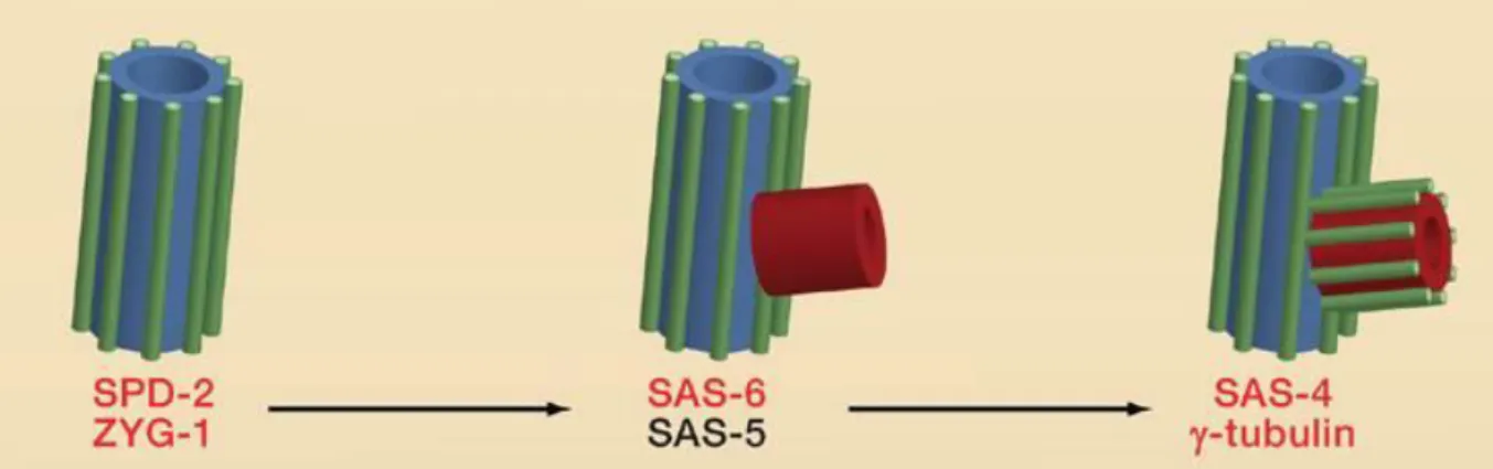 Figure  2.  Centriole  duplication  in  C.  elegans  embryos.  SPD-2  recruits  the  protein  kinase  ZYG-1  to  mother  centrioles,  which  then  recruits  a  complex  of  SAS-6  and  SAS-5