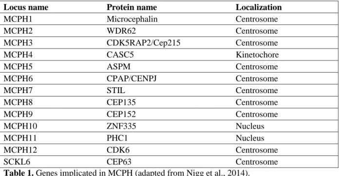 Table 1. Genes implicated in MCPH (adapted from Nigg et al., 2014).  