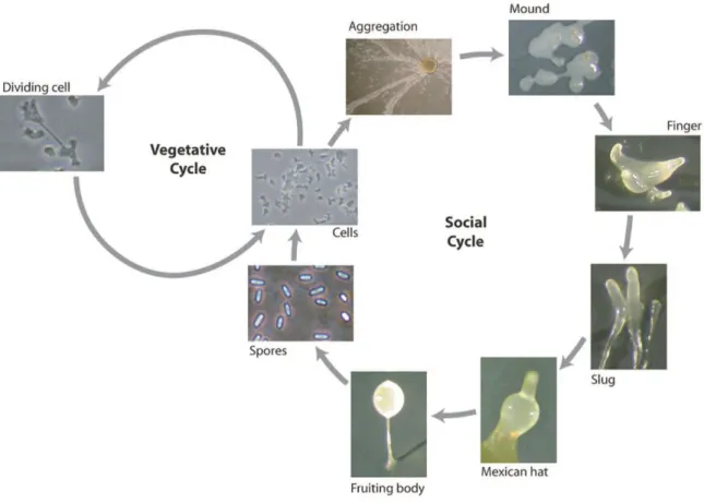 Figure 5. D. discoideum  life cycle. Representative pictures of vegetative and developmental  stages are shown (picture adapted from Calvo-Garrido et al., 2010)