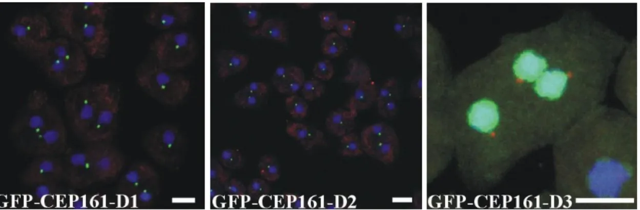 Figure  12.  Subcellular  localisation  of  GFP  tagged  proteins.  For  GFP-CEP161-D3  the  centrosome was detected with mAb K68-332-3.Nuclei were stained with DAPI (Scale bar, 5  µm)