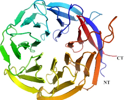Figure 4 Ribbon diagram of S. cerevisiae RACK1 (Asc1p) (PDB: 3FRX) which was used  as template for DdRACK1 model