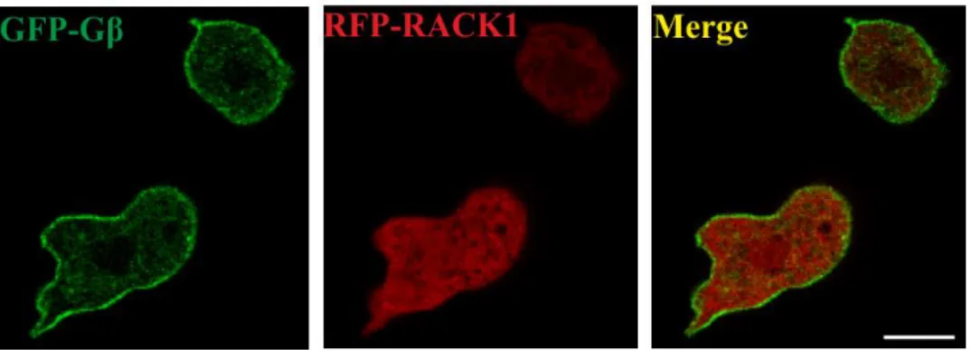 Figure  6  Subcellular  localization  of  DdRACK1.  To  determine  the  localization  of  DdRACK1, AX2 wild type cells  co-expressing GFP-Gβ and RFP-DdRACK1 were used  to  perform  confocal  live  cell  microscopy