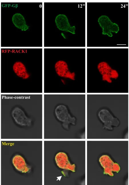 Figure 7 DdRACK1 co-localisation with Gβ. Representative images of a series show co- co-localization of RFP-DdRACK1 with GFP-Gβ at membrane protrusions (arrow) formed  after 12 sec of imaging, which disappeared after 24 sec